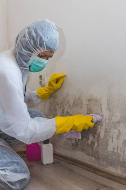 Professional Mold Removal in South Floral Park, NY