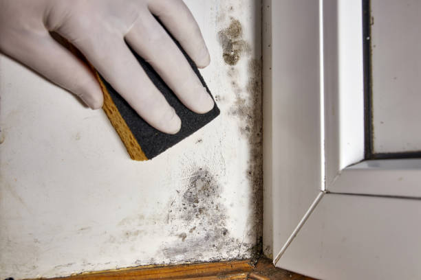 Best Comprehensive Air Testing for Mold Contaminants  in South Floral Park, NY